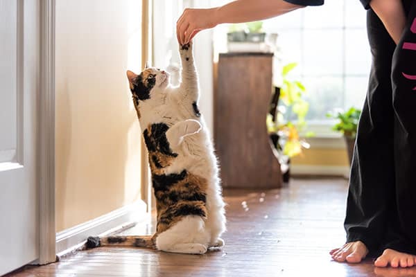 Pet Training